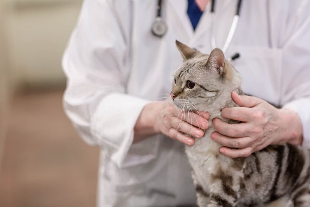 Cat only best sale veterinarians near me