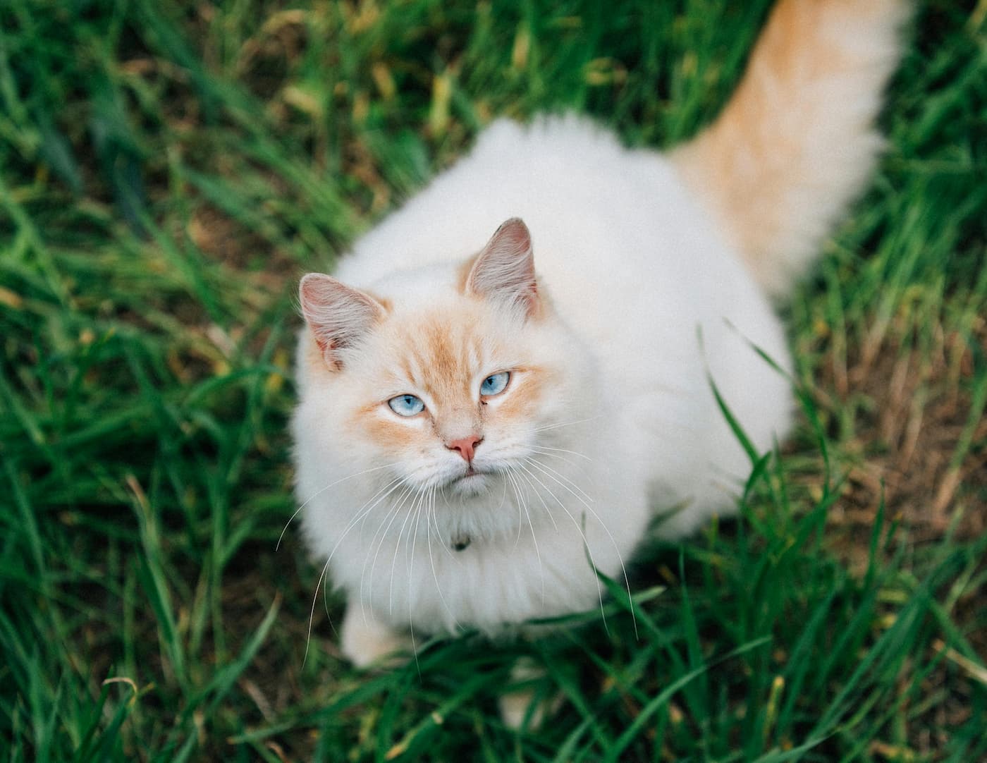 How to Keep Your Pet Cool in the Heat: Treats, Play, and Safety Tips for Summer